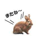 うさぎのもど君（個別スタンプ：8）