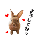うさぎのもど君（個別スタンプ：9）
