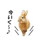 うさぎのもど君（個別スタンプ：10）
