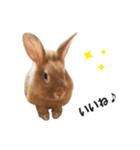うさぎのもど君（個別スタンプ：12）