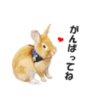 うさぎのもど君（個別スタンプ：14）