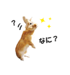 うさぎのもど君（個別スタンプ：16）