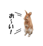 うさぎのもど君（個別スタンプ：18）