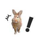 うさぎのもど君（個別スタンプ：19）