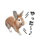 うさぎのもど君（個別スタンプ：21）