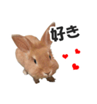 うさぎのもど君（個別スタンプ：22）