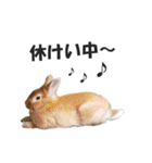 うさぎのもど君（個別スタンプ：25）