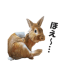 うさぎのもど君（個別スタンプ：28）