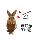 うさぎのもど君（個別スタンプ：29）