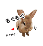 うさぎのもど君（個別スタンプ：30）