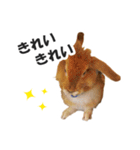 うさぎのもど君（個別スタンプ：31）