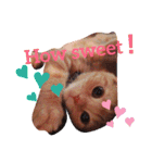 Fancy Pop Kitten Maple ☆ Daily English（個別スタンプ：3）