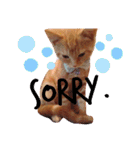 Fancy Pop Kitten Maple ☆ Daily English（個別スタンプ：6）