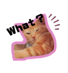 Fancy Pop Kitten Maple ☆ Daily English（個別スタンプ：8）