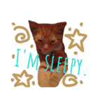 Fancy Pop Kitten Maple ☆ Daily English（個別スタンプ：9）
