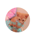 Fancy Pop Kitten Maple ☆ Daily English（個別スタンプ：13）