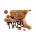 Fancy Pop Kitten Maple ☆ Daily English（個別スタンプ：14）