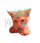 Fancy Pop Kitten Maple ☆ Daily English（個別スタンプ：17）