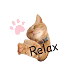 Fancy Pop Kitten Maple ☆ Daily English（個別スタンプ：18）