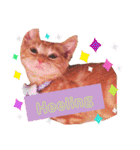 Fancy Pop Kitten Maple ☆ Daily English（個別スタンプ：19）