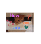Fancy Pop Kitten Maple ☆ Daily English（個別スタンプ：20）