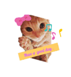 Fancy Pop Kitten Maple ☆ Daily English（個別スタンプ：21）