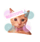 Fancy Pop Kitten Maple ☆ Daily English（個別スタンプ：22）