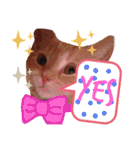 Fancy Pop Kitten Maple ☆ Daily English（個別スタンプ：23）
