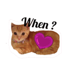 Fancy Pop Kitten Maple ☆ Daily English（個別スタンプ：24）