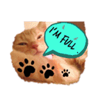 Fancy Pop Kitten Maple ☆ Daily English（個別スタンプ：27）