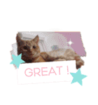 Fancy Pop Kitten Maple ☆ Daily English（個別スタンプ：29）