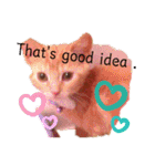 Fancy Pop Kitten Maple ☆ Daily English（個別スタンプ：30）