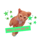 Fancy Pop Kitten Maple ☆ Daily English（個別スタンプ：36）