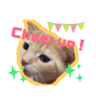 Fancy Pop Kitten Maple ☆ Daily English（個別スタンプ：37）