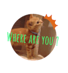 Fancy Pop Kitten Maple ☆ Daily English（個別スタンプ：40）