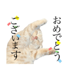 一言猫2019 2（個別スタンプ：3）