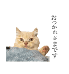 一言猫2019 2（個別スタンプ：4）