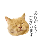 一言猫2019 2（個別スタンプ：5）