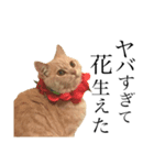一言猫2019 2（個別スタンプ：6）