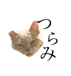 一言猫2019 2（個別スタンプ：7）
