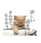 一言猫2019 2（個別スタンプ：8）