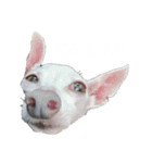 ぷりん's（個別スタンプ：1）