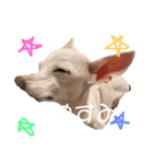 ぷりん's（個別スタンプ：8）
