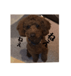 〜可愛いトイプードルの日課ニケ〜1（個別スタンプ：1）