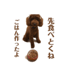 〜可愛いトイプードルの日課ニケ〜1（個別スタンプ：16）