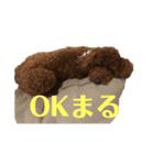 〜可愛いトイプードルの日課ニケ〜1（個別スタンプ：17）