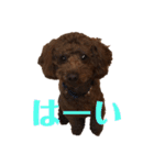 〜可愛いトイプードルの日課ニケ〜1（個別スタンプ：18）