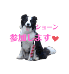 ボーダーコリーのショーンとの日々（個別スタンプ：1）