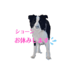 ボーダーコリーのショーンとの日々（個別スタンプ：2）