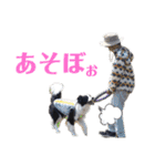 ボーダーコリーのショーンとの日々（個別スタンプ：10）